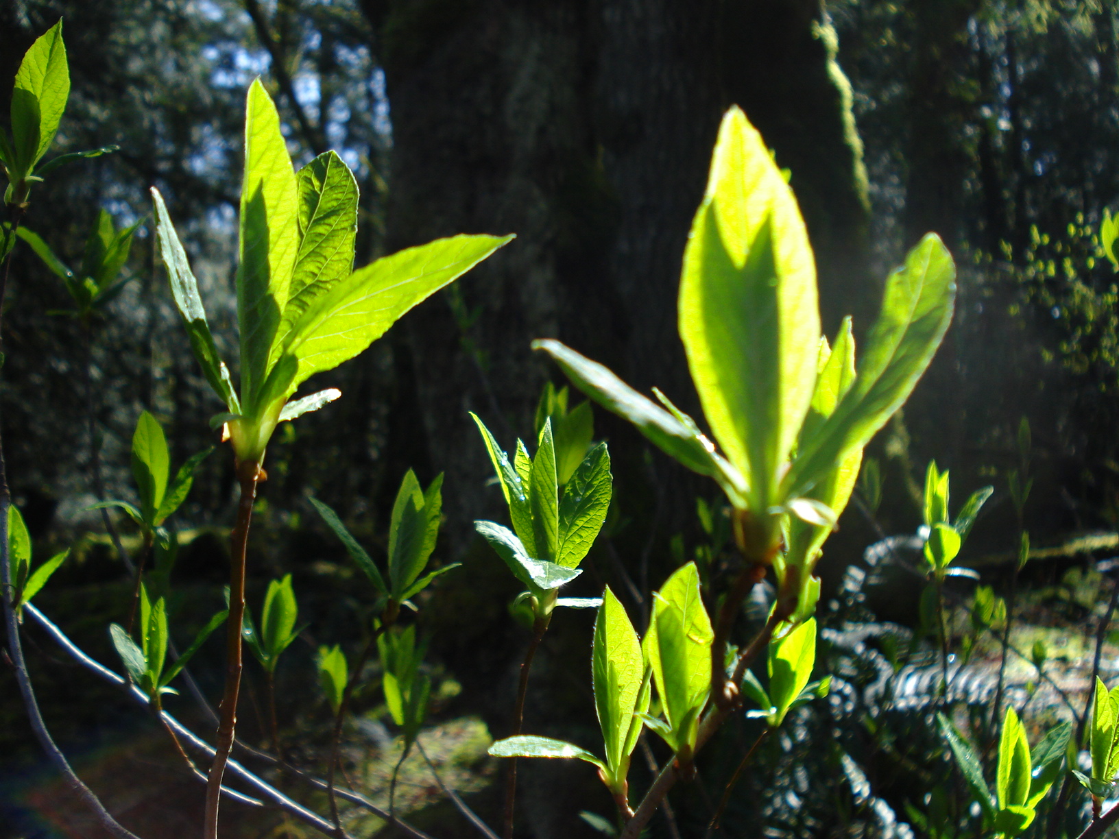 Indian-Plum