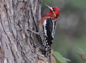 red-breasted_sapsucker